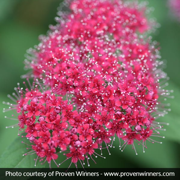 Double Play® Red Spirea