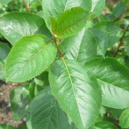 Black Chokeberry Bush
