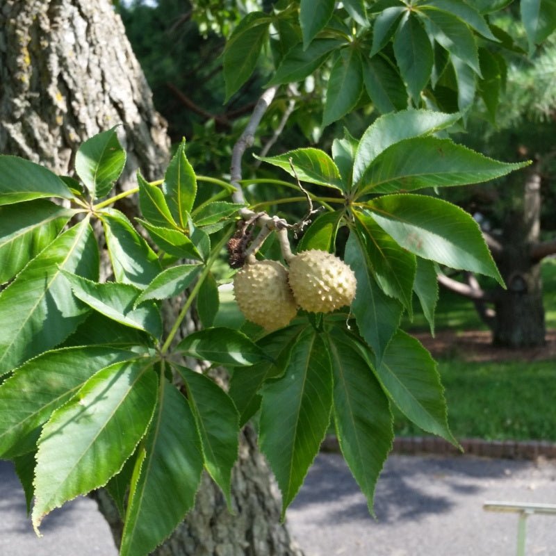 Ohio Buckeye branch with bold palmate leaves and developing spiny nut husks