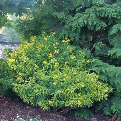 Sunny Boulevard? St. John's Wort