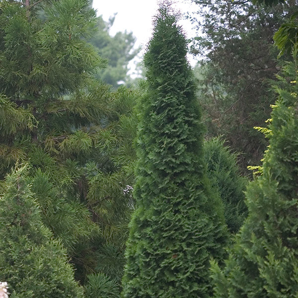 North Pole® Arborvitae