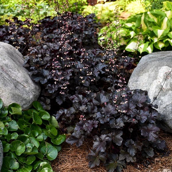 Primo® Black Pearl Coral Bells