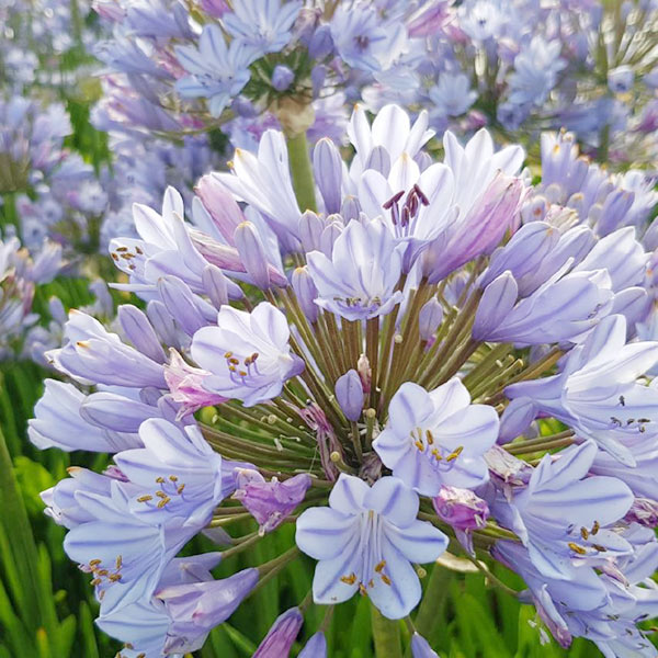 Straight A™ Blue Flare Lily of the Nile