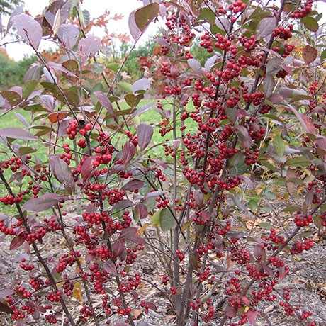 Upright Red Chokeberry
