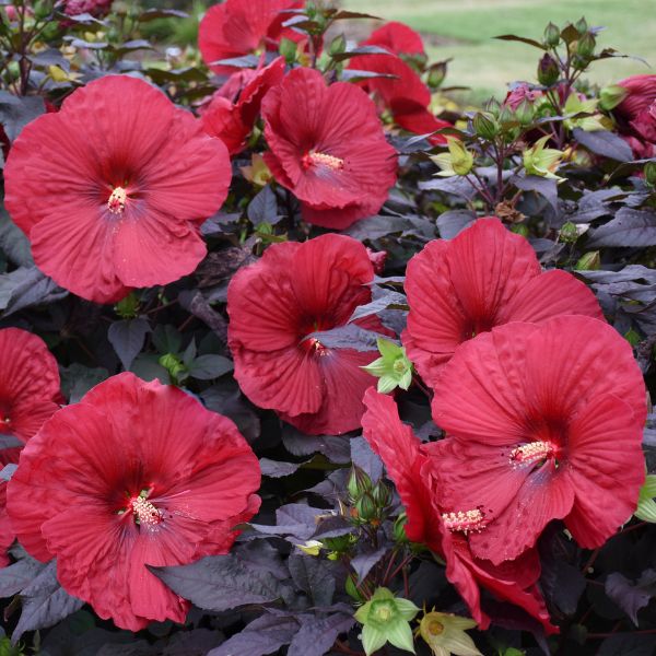Proven Winners® Summerific® Holy Grail Hardy Hibiscus