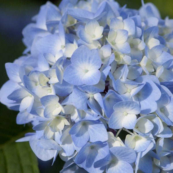 Endless Summer® The Original Bigleaf Hydrangea