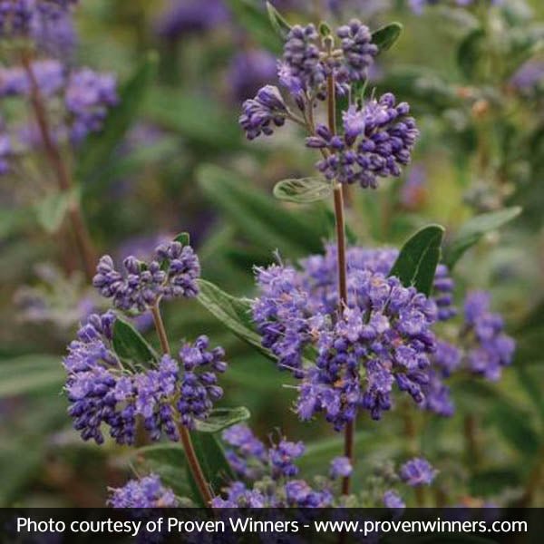 Petit Bleu™ Bluebeard