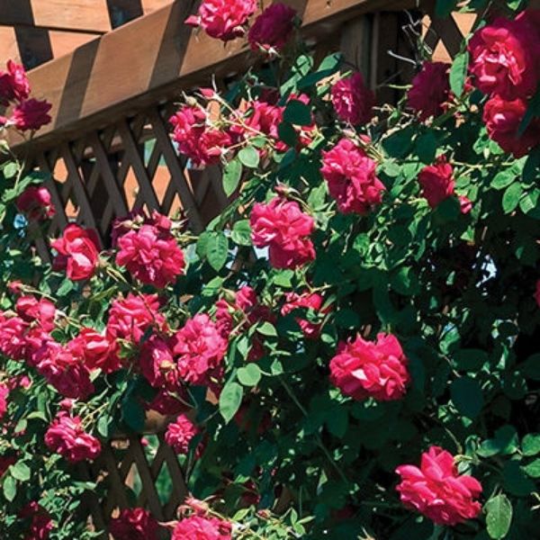 Ramblin' Red® Rose