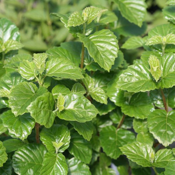 All That Glitters® Arrowwood Viburnum