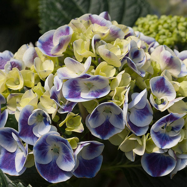 Cityline® Mars Bigleaf Hydrangea