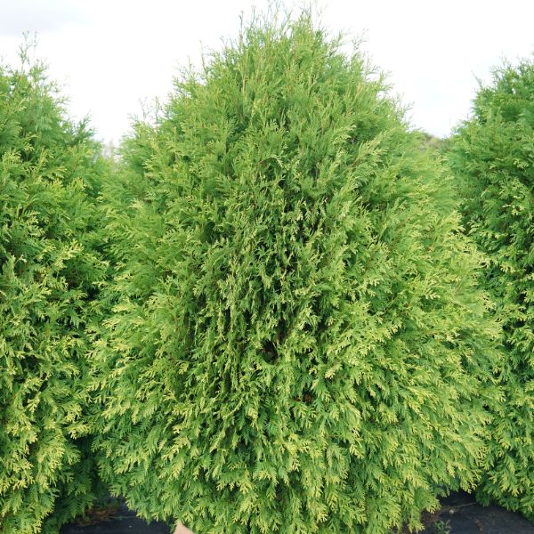 Proven Winners® Cheer Drops® Arborvitae