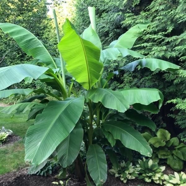 Northern Wonder Banana™