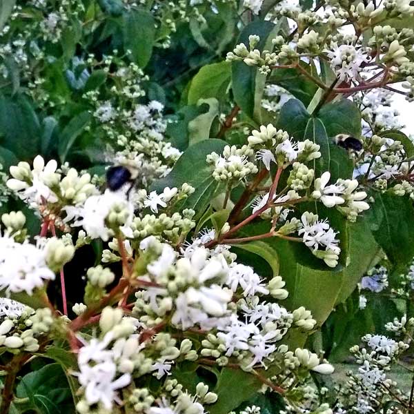 First Editions® Tianshan® Seven-Son Flower