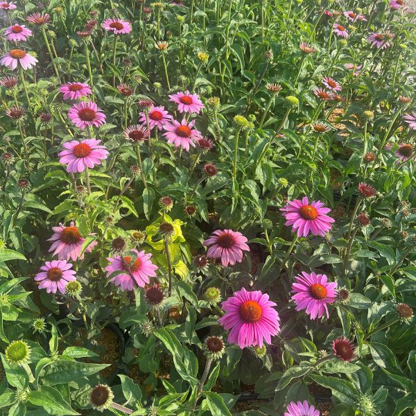Prairie Splendor™ Coneflower