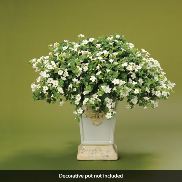 Snowstorm® Giant Snowflake® Bacopa