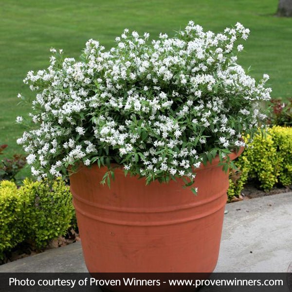 Yuki Snowflake® Deutzia