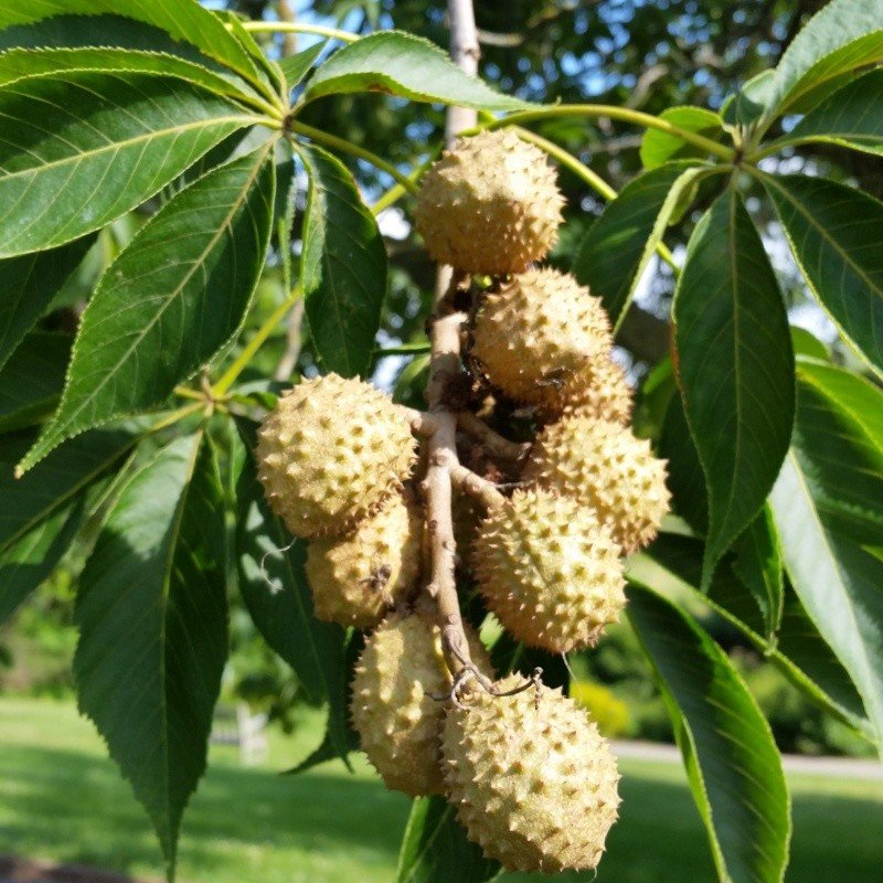 Cluster of green prickly Ohio Buckeye seed husks ripening among palmate compound leaves