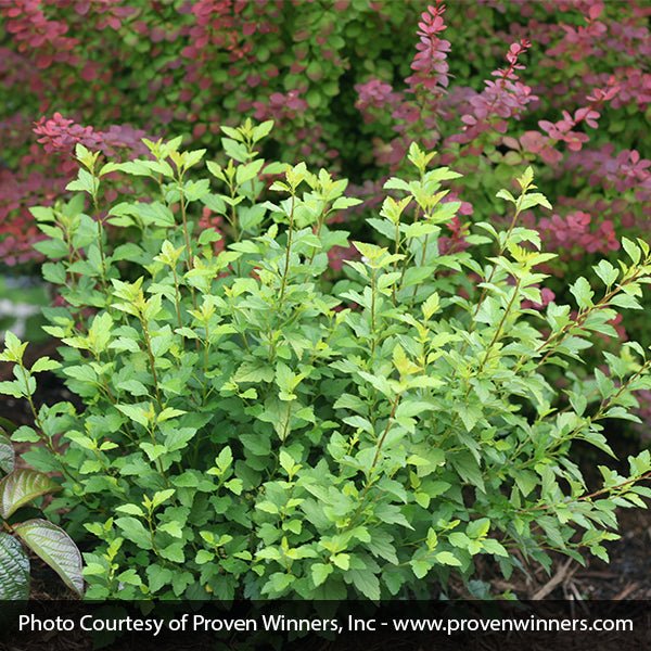 Tiny Wine® Gold Ninebark