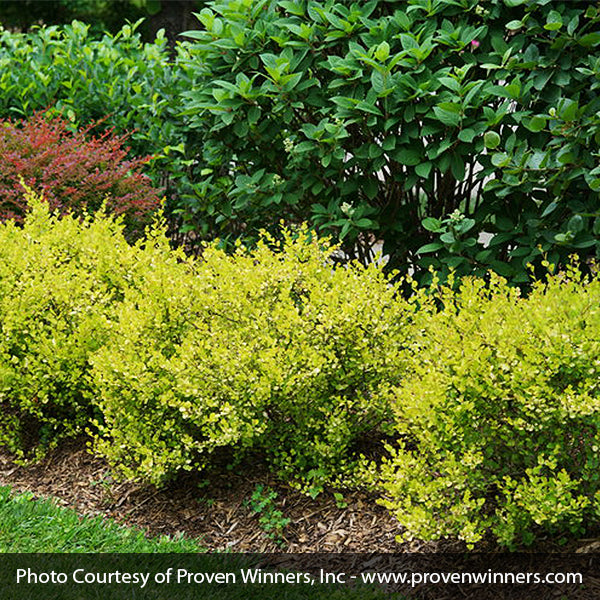 Proven Winners® Cesky Gold® Dwarf Birch