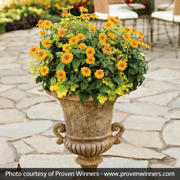 Tuscan Sun Sunflower