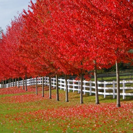Autumn Blaze® Maple