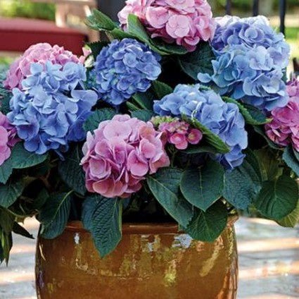 LA Dreamin'® Hydrangea