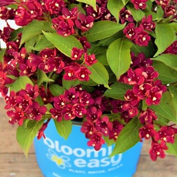 Maroon Swoon® Weigela