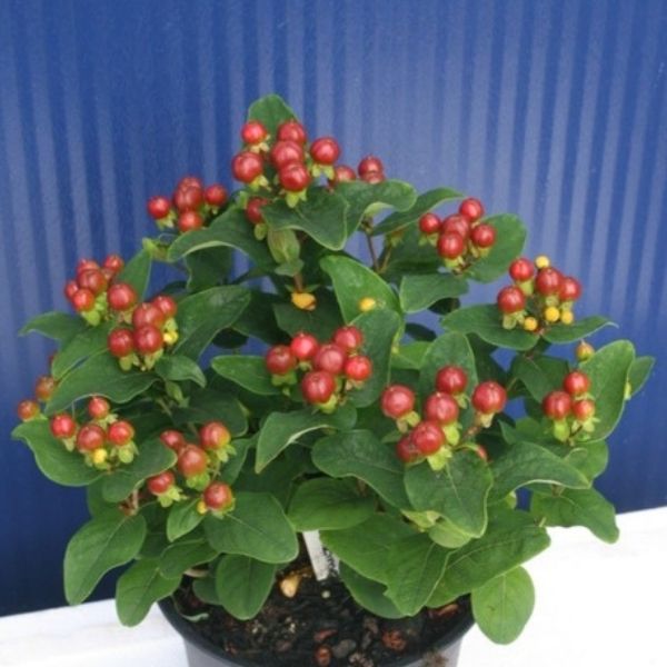 Glory™ St. John's Wort