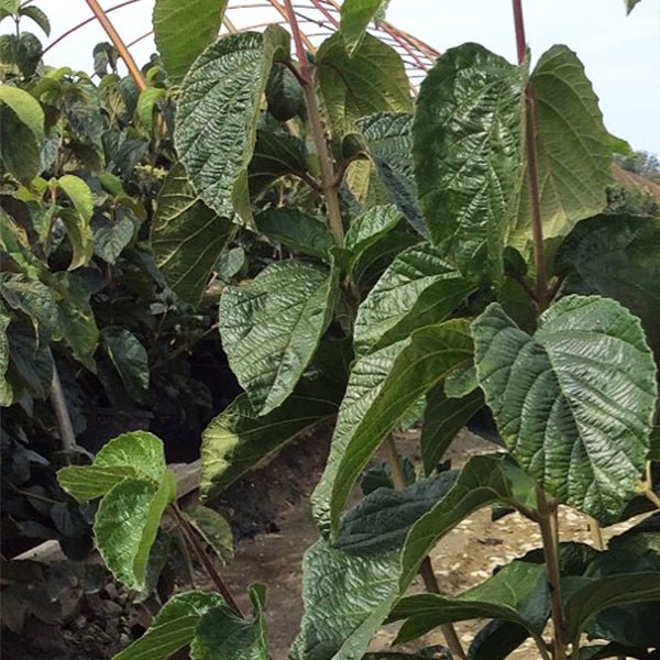 Golden Sunset Arrowwood Viburnum