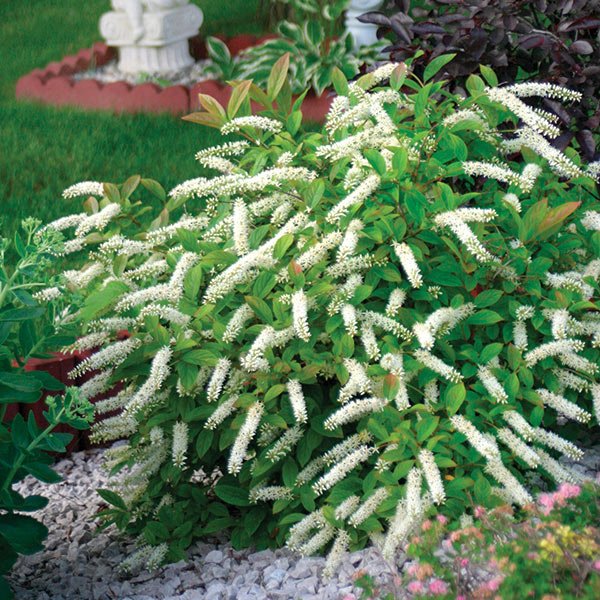 Little Henry® Virginia Sweetspire