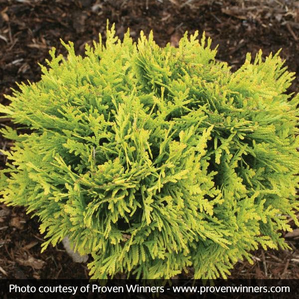 Proven Winners? Anna's Magic Ball? Arborvitae
