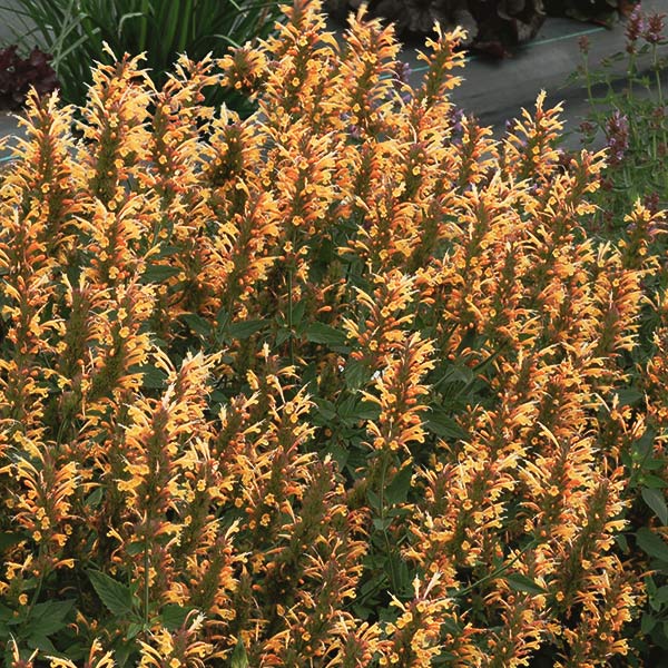 Kudos Gold Hyssop