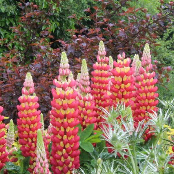 Proven Winners® Westcountry™ Tequila Flame Lupine