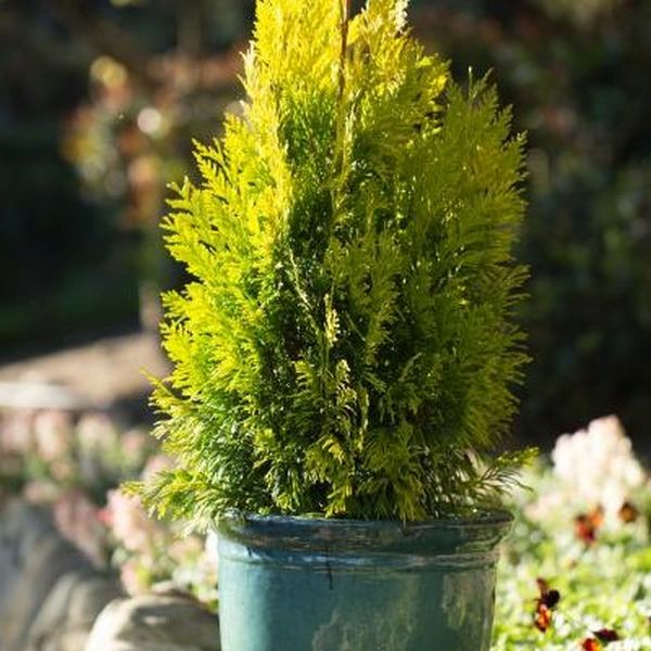 Forever Goldy® Arborvitae