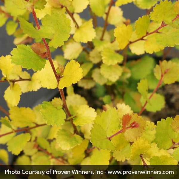 Proven Winners® Cesky Gold® Dwarf Birch