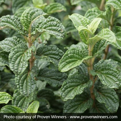 Pucker Up!® Dogwood