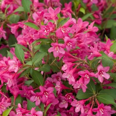 Sonic Bloom® Pink Reblooming Weigela