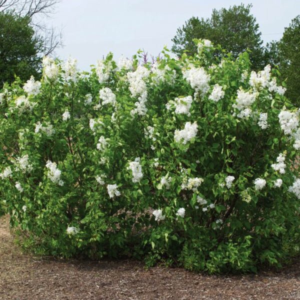 Bloomables® New Age™ White Lilac