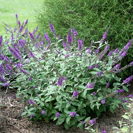 Proven Winners® ColorChoice® Lo & Behold® Blue Chip Jr. Butterfly Bush