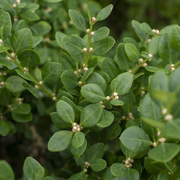 Gordo™ Boxwood
