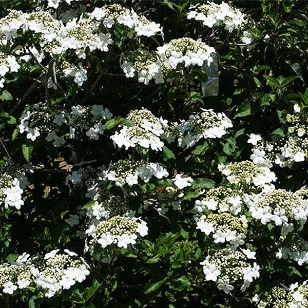 Spring Lace™ Viburnum