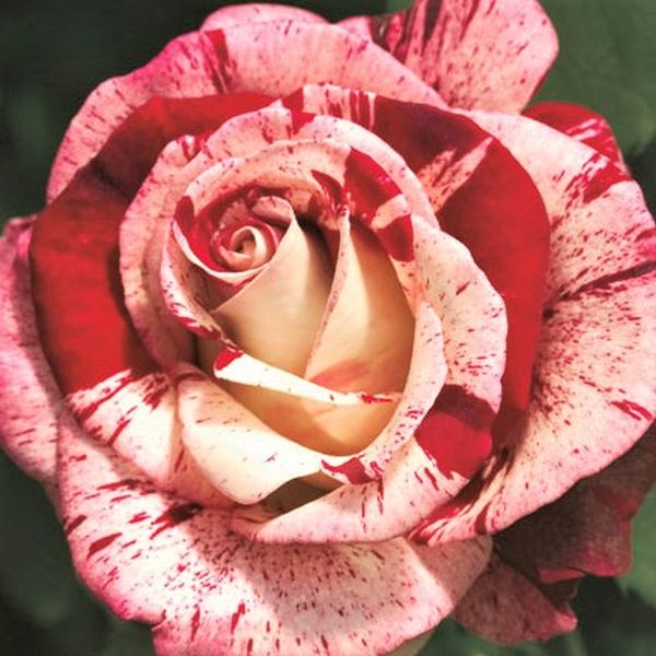 Rock & Roll™ Grandiflora Rose