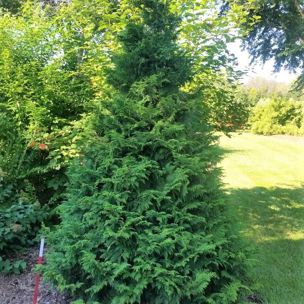 Soft Serve® False Cypress
