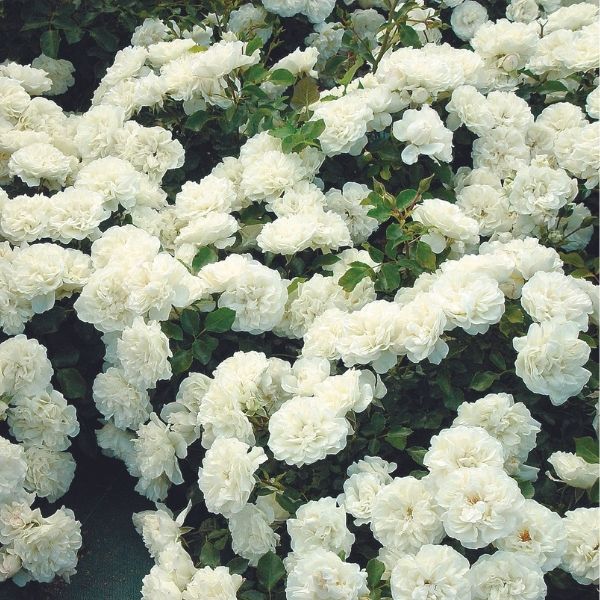 White Meidiland® Rose