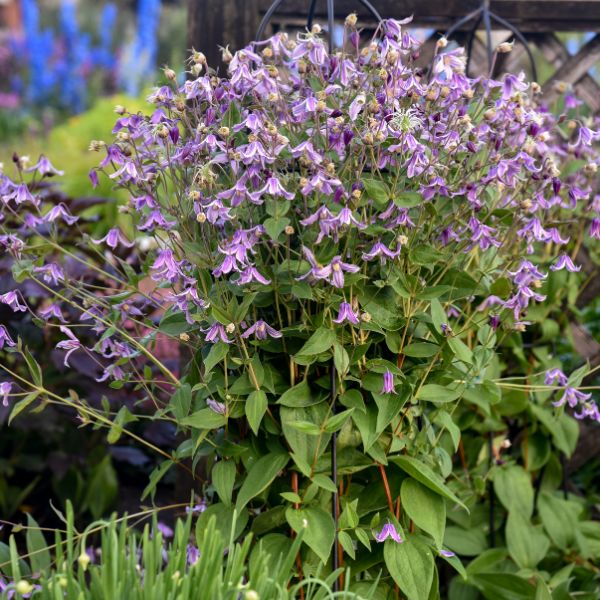 Proven Winners® Stand by Me Lavender Bush Clematis
