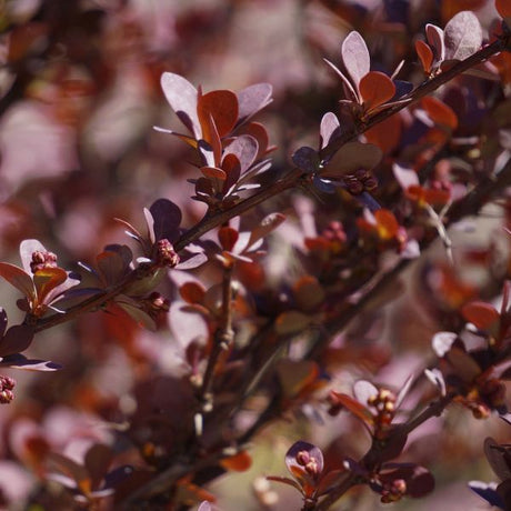 Proven Winner® Color Choice® Sunjoy Mini Maroon® Barberry