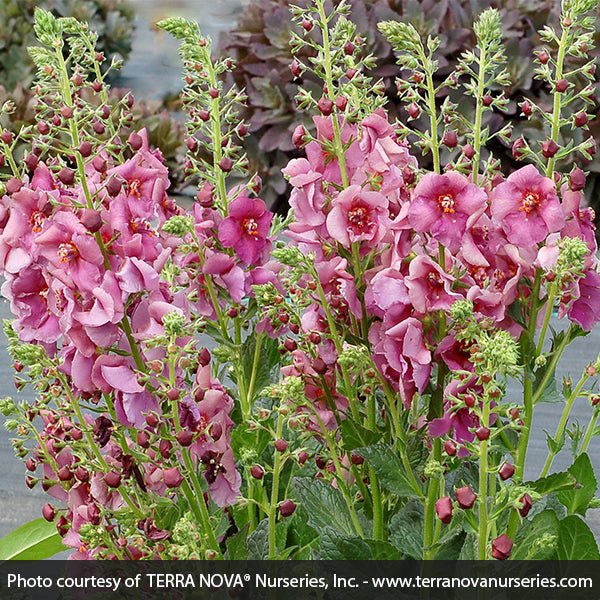 Verbascum Plum Smokey