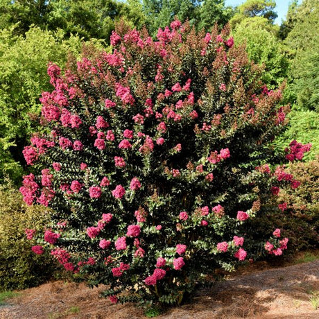 First Editions® Plum Magic Crapemyrtle Shrub