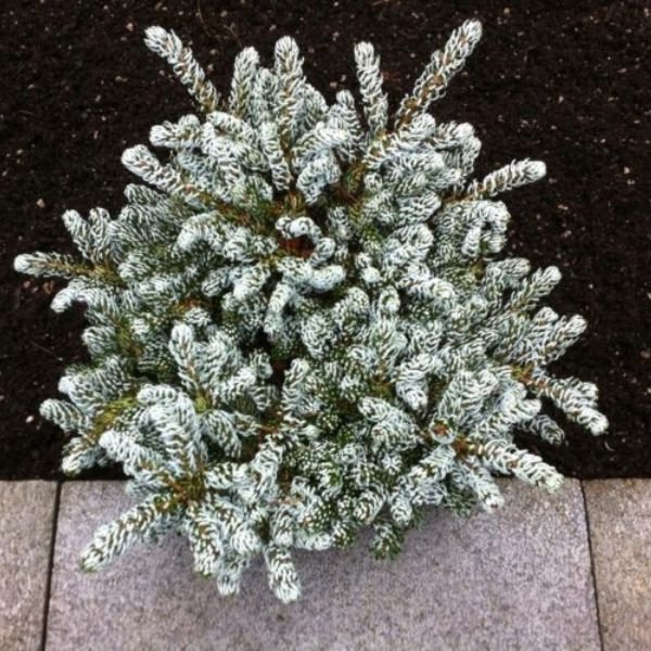 Ice Breaker™ Korean Fir