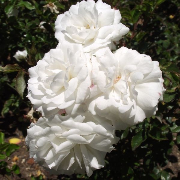 Pillow Fight™ Rose